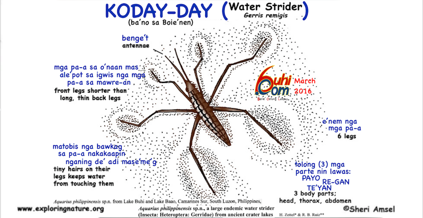 Nomanap nga Kodayday (Water Strider insect)