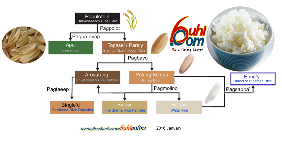 Chart showing products and byproducts derived from the rice plant.